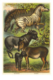 Equine Family