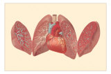 Buy Heart and Lungs at AllPosters.com