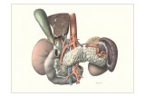 Buy Internal Organs at AllPosters.com