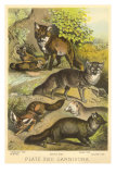 Varieties of Foxes