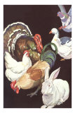 Domestic Barnyard Animals
