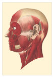 Buy Muscles of the Head and Face at AllPosters.com