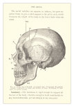 Buy Vintage Illustration of the Skull at AllPosters.com