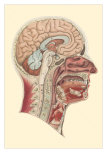 Buy Interior of the Cranium at AllPosters.com