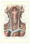 Buy Circulation in the Neck at AllPosters.com