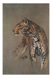 Alert Leopard