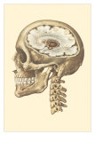 Buy Interior of Cranium at AllPosters.com