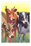 Alert Cows