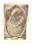 Buy Things in the Thoracic Cavity at AllPosters.com