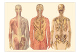 Buy Dorsal Views of the Human Body at AllPosters.com