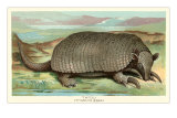 Buy Tatou Armadillo at AllPosters.com