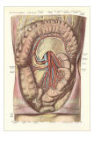 Buy Interior of the Lower Abdomen at AllPosters.com