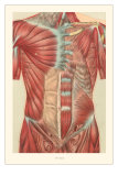 Buy Musculature of the Torso at AllPosters.com
