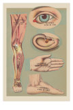 Buy Miscellaneous Anatomical Drawings at AllPosters.com