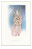 Buy Bones of the Foot at AllPosters.com