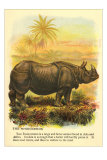 Rhinoceros