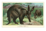 Buy Aardvarks at AllPosters.com