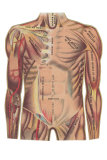 Buy Large Features of the Chest Area at AllPosters.com