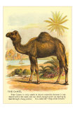 Camel by the Nile