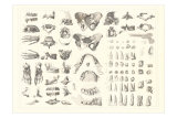 Buy Disarticulated Bones and Teeth at AllPosters.com