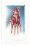 Buy Ligaments and Muscles of Dorsum of the Hand at AllPosters.com