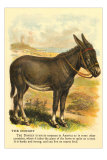 Donkey at Seashore