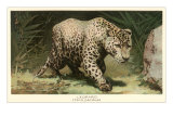 Leopard Stalking