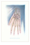 Buy Bones of the Hand at AllPosters.com