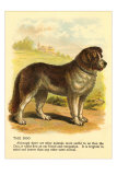 St. Bernard