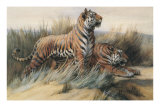 Tigers