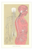 Buy The Nervous System at AllPosters.com