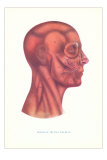 Buy Muscles of the Face and Head in Profile at AllPosters.com