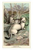 Buy Ermine at AllPosters.com