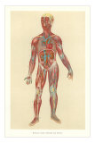 Buy Muscles, Veins, Arteries, Nerves at AllPosters.com