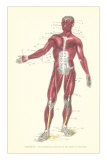 Buy Front View of Superficial Muscles at AllPosters.com