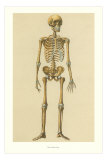 Human Skeleton