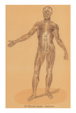 Buy Anterior View of Human Musculature at AllPosters.com