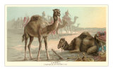 Caravan of Camels