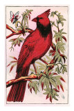 Cardinal