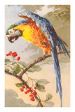 Macaw on Cherry Tree