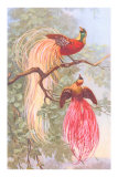 Chinese Golden Pheasants