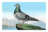 Proud Pigeon
