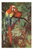 Macaws Nuzzling in Jungle