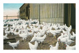 White Hens at the Chicken Farm