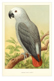 African Grey Parrot