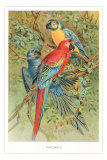 Macaws in the Jungle