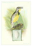 Meadowlark and Egg