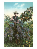California Vineyard