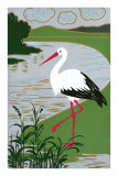 Stork by River