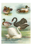 Swans and Ducks